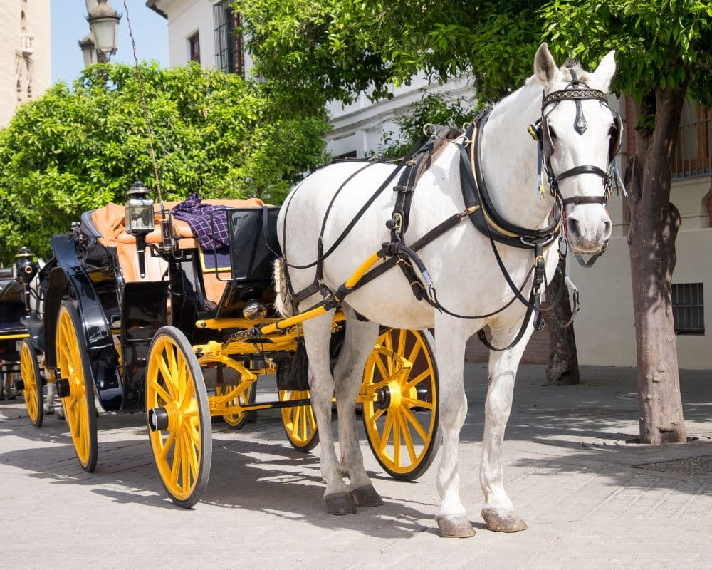 A white horse stands next to a black carriage with yellow wheels under a tree.