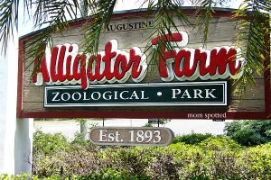 Alligator_farm