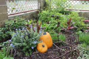 pumpkin_garden